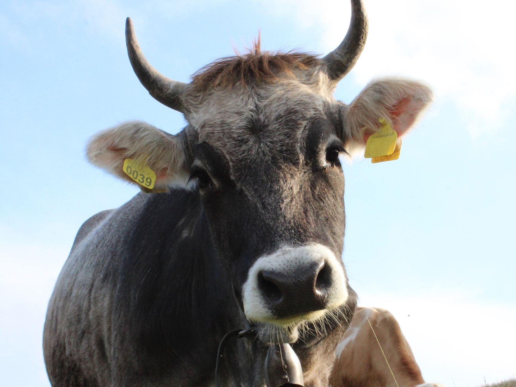 Importer backup iaccetexas