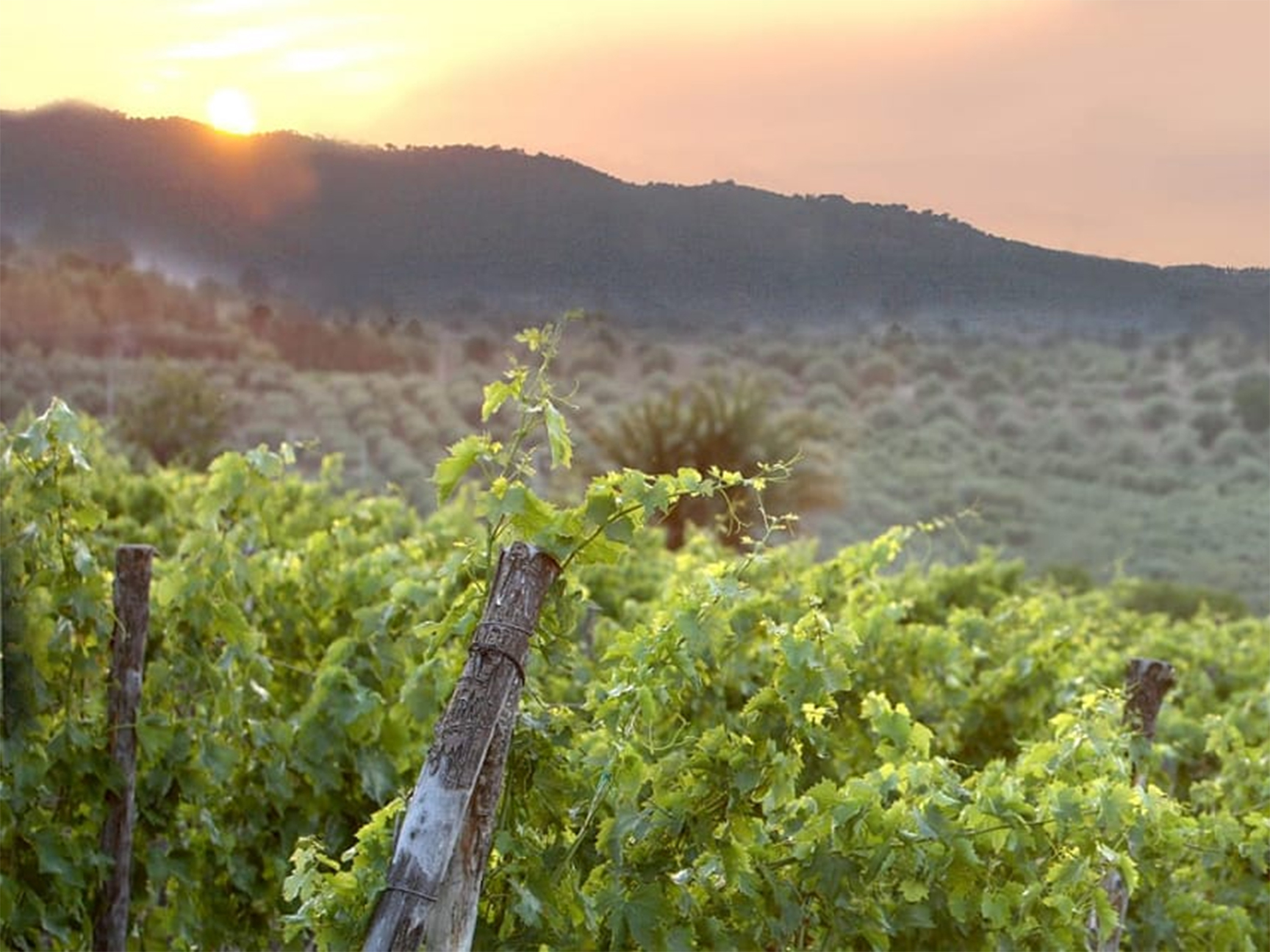 Importer backup iaccetexas