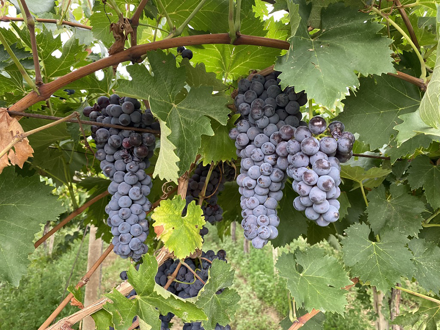 Importer backup iaccetexas