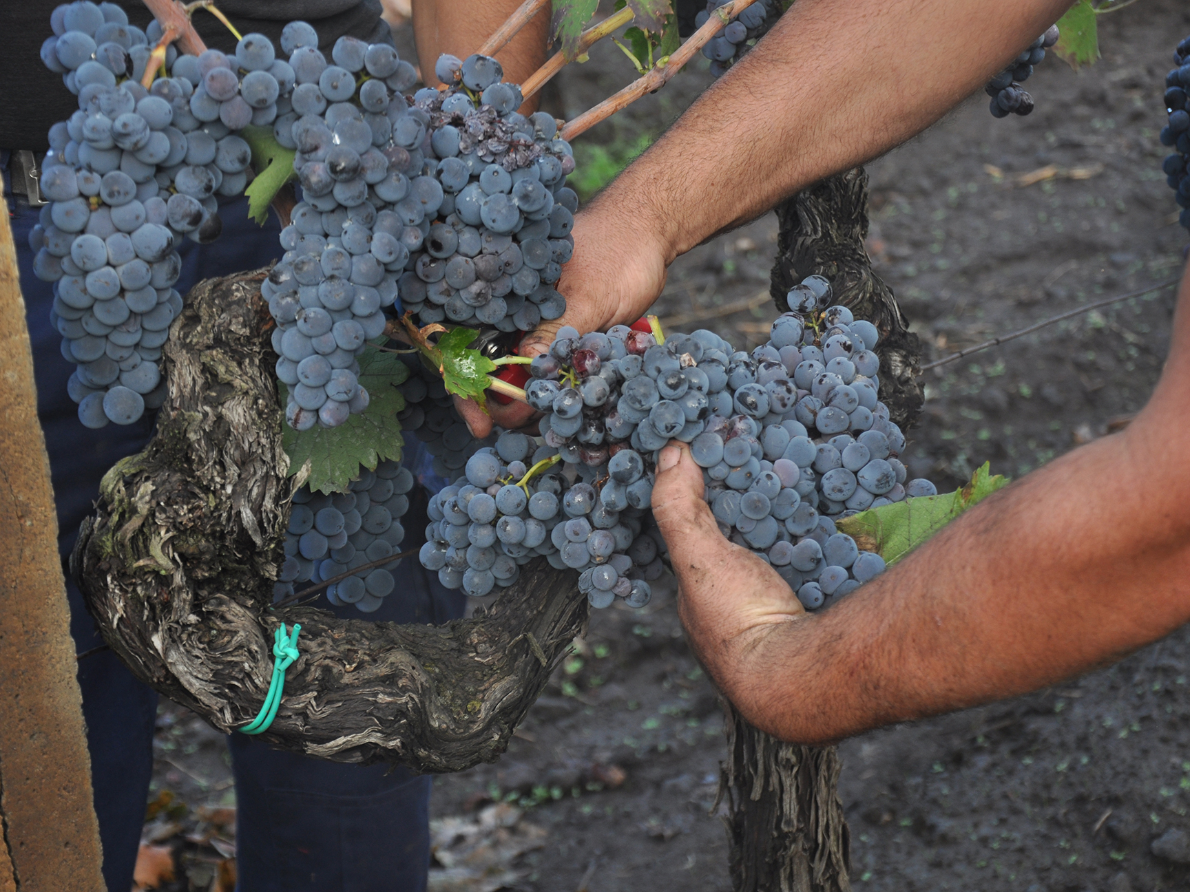 Importer backup iaccetexas